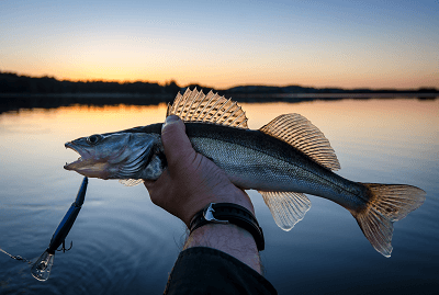 Gull Lake Alberta Fishing (Walleye, Whitefish, Perch and Pike) – Western  Canadian Fishing