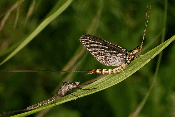 Molting Adult Mayfly