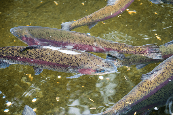 What do Rainbow Trout Eat? – Western Canadian Fishing