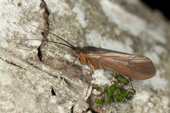 adult caddisfly on a log