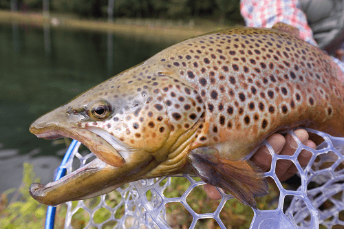 red deer river fishing