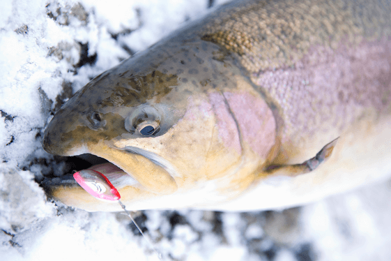 Maggots vs Worms: Baits for Ice Fishing Trout 