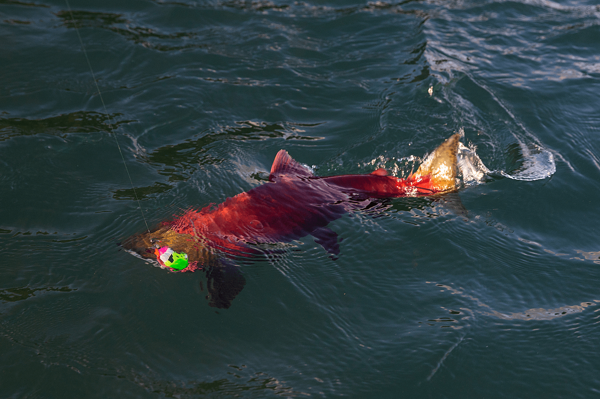 Fall Trolling Tactics for Rainbow Trout - BC Fishn